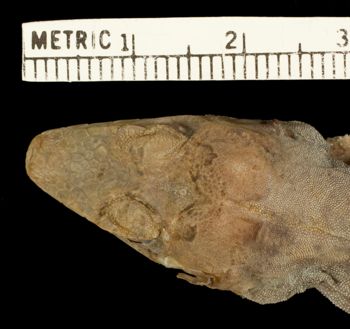 Media type: image;   Herpetology R-132371 Aspect: head dorsal